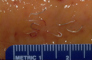 Een electronenmicroscoop opname van de parasiet zelf (Bron: Pfizer Animal Health bv)