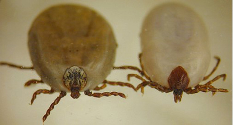 Dierenkliniek Tiel-Drumpt: Vrouwlijke Dermacentor (links) versus Ixodus (rechts).
