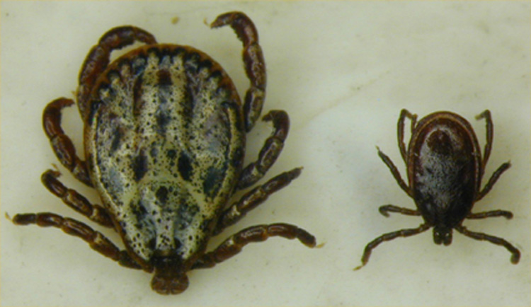 Dierenkliniek Tiel-Drumpt: Mannelijke Dermacentor (links) versus Ixodus (rechts).