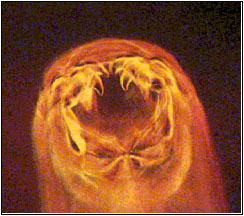 De kop met de “kaken”van de Ancylostoma.(Bron: Novartis)