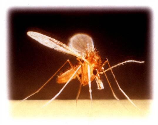 afbeelding Leishmania