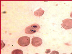 Dierenkliniek Tiel-Drumpt: Babesiose is een ziekte die door teken kan worden overgedragen.