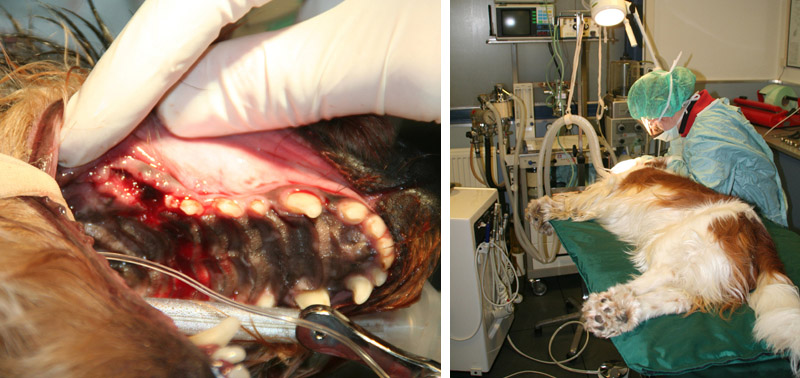 Dierenkliniek Tiel-Drumpt: Wanneer de kieswortels bij de hond rot zijn dan zal de dierenarts ze meestal verwijderen.