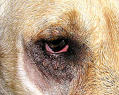 Dierenkliniek Tiel-Drumpt: Entropion bij de hond, net na het wakker worden na operatie.