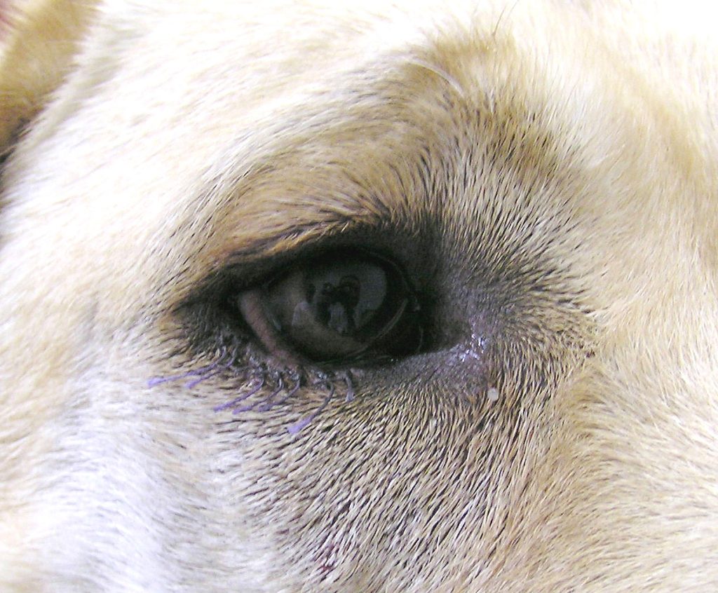 Dierenkliniek Tiel-Drumpt: Entropion bij de hond, het resultaat na operatie, vlak voor het verwijderen van de hechtingen.