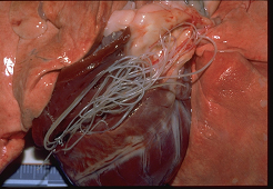 Longen en een opengesneden hart met daarin de hartwormen. (Bron: Pfizer)