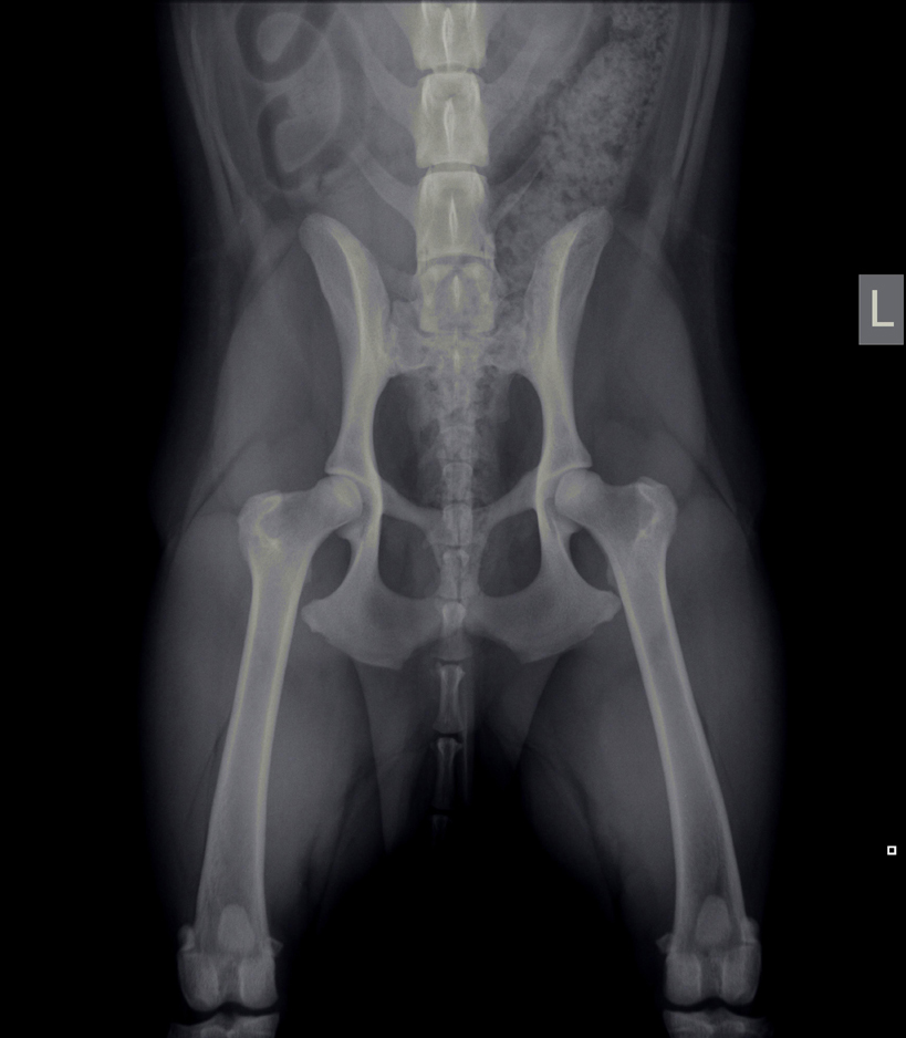 Dierenkliniek Tiel-Drumpt: Normale heupen bij de hond.