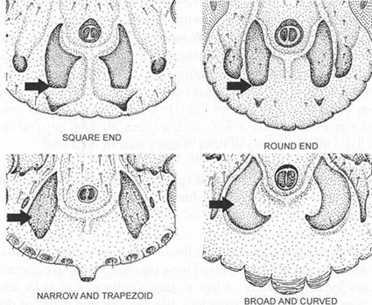 Dierenkliniek Tiel-Drumpt: Op deze tekening van de buikzijde ziet u bij de pijl de adanale platen, die verschillende vormen kunnen hebben.