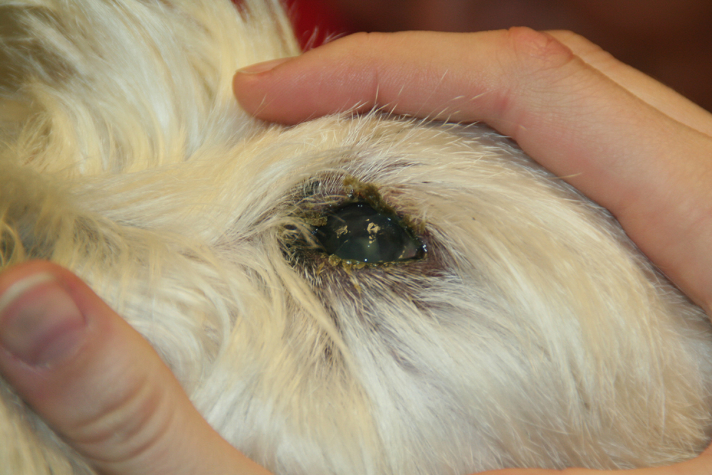 Dierenkliniek Tiel-Drumpt: Het droge ogen syndroom vereist een levenslange behandeling.