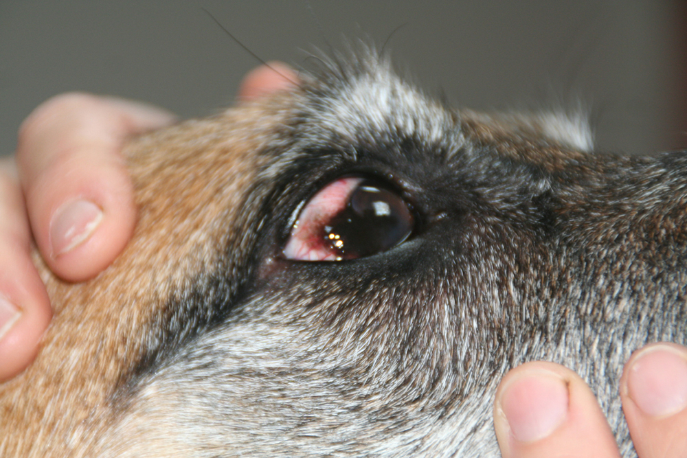 Dierenkliniek Tiel-Drumpt: Pannus bij de hond na behandeling.