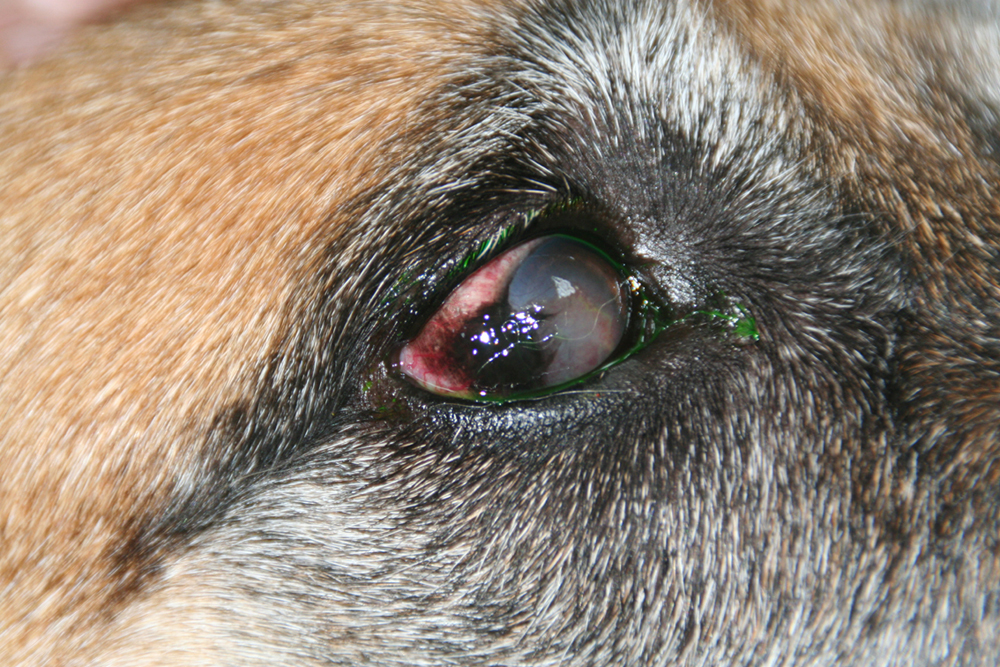 Dierenkliniek Tiel-Drumpt: Pannus bij de hond.