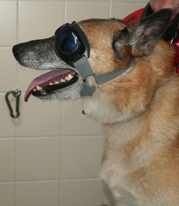 Dierenkliniek Tiel-Drumpt: Een zonnebril is van belang bij de behandeling van Pannus bij de hond.