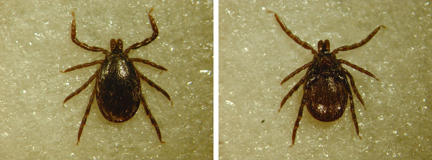 Dierenkliniek Tiel-Drumpt: De Ixodes Ricinus teek, het mannetje.