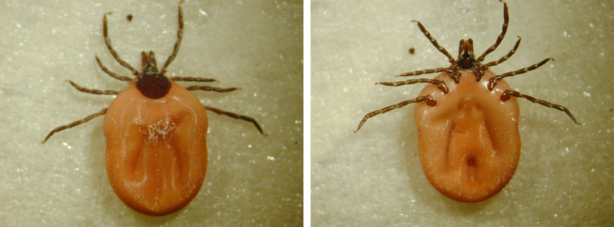 Dierenkliniek Tiel-Drumpt: De Ixodes Ricinus teek, het vrouwtje.