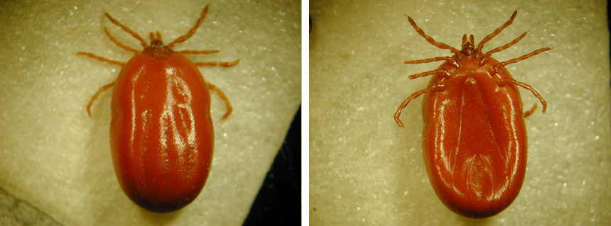 Dierenkliniek Tiel-Drumpt: De Ixodes Hexagonen teek, het vrouwtje.