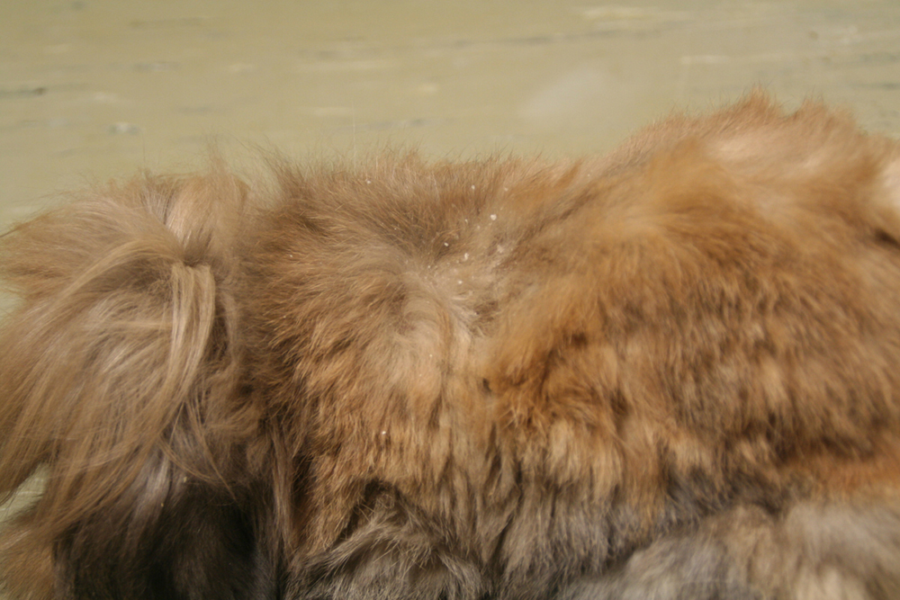 Dierenkliniek Tiel-Drumpt: vachtmijt