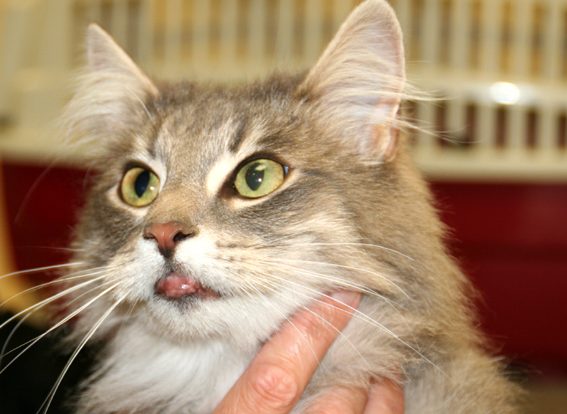 Hier is de onderlip verdikt door een eosinofiel granuloom.