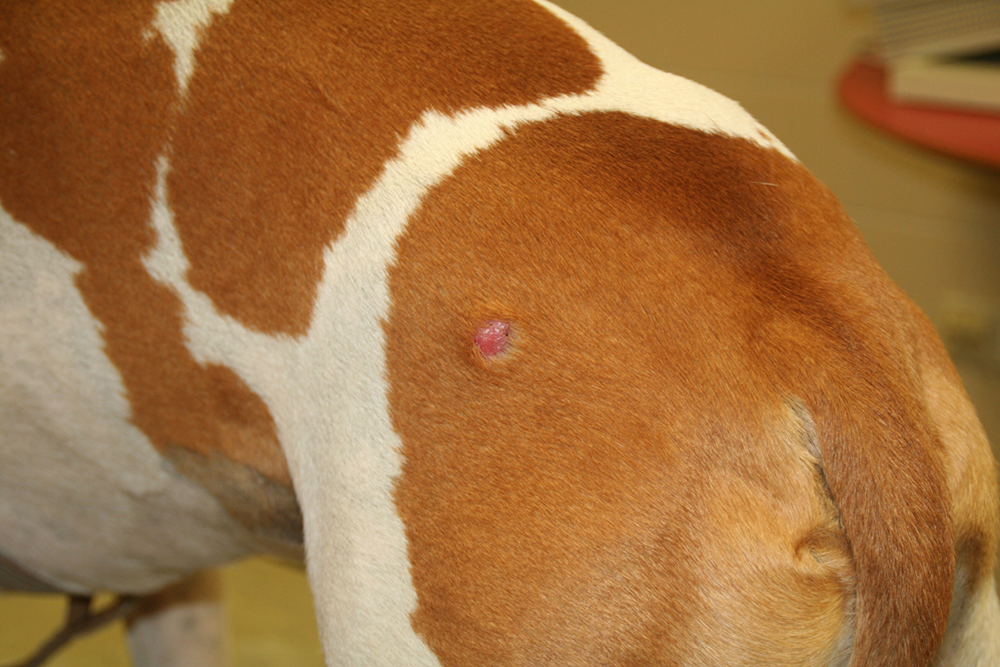 afbeelding Histiocytoom