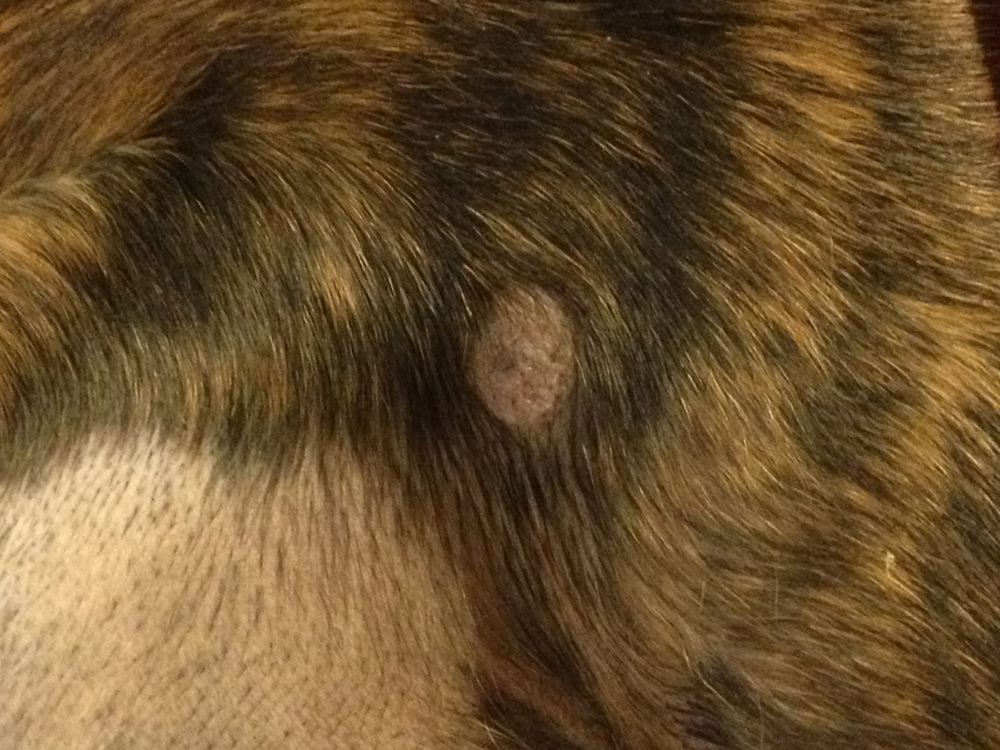 afbeelding Mastocytoom