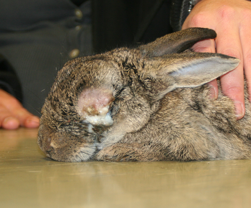 afbeelding Myxomatose