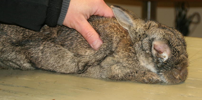 Dierenkliniek Tiel-Drumpt: Myxomatose bij het konijn