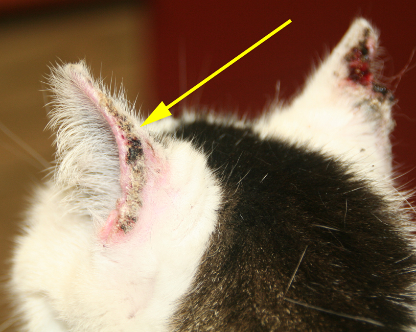 Dierenkliniek Tiel-Drumpt: Korstjes, op de oorrand bij de kat, kunnen wijzen op een vorm van kanker.