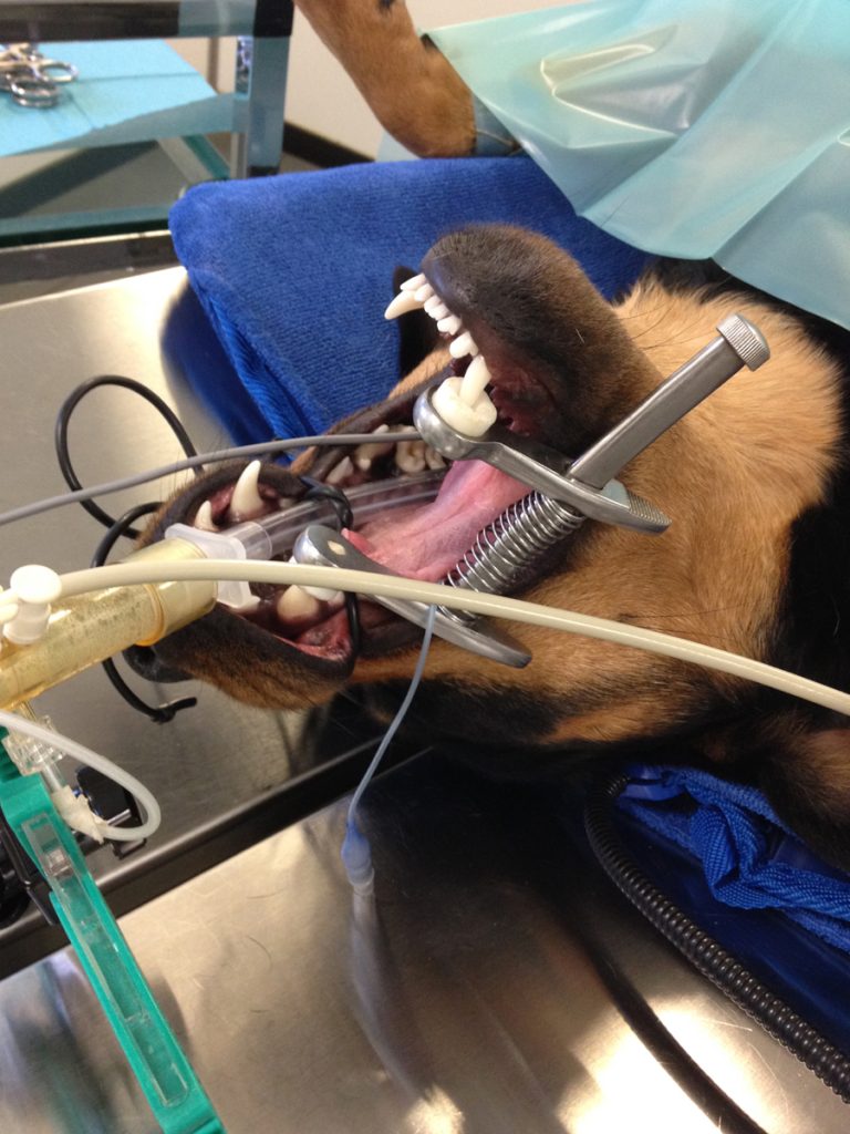 Narcose is altijd een risico, in onze dierenkliniek proberen we altijd dit risico zo klein mogelijk te maken. We intuberen onze patiënten, plaatsen een temperatuurprobe en gebruiken een capnograaf.