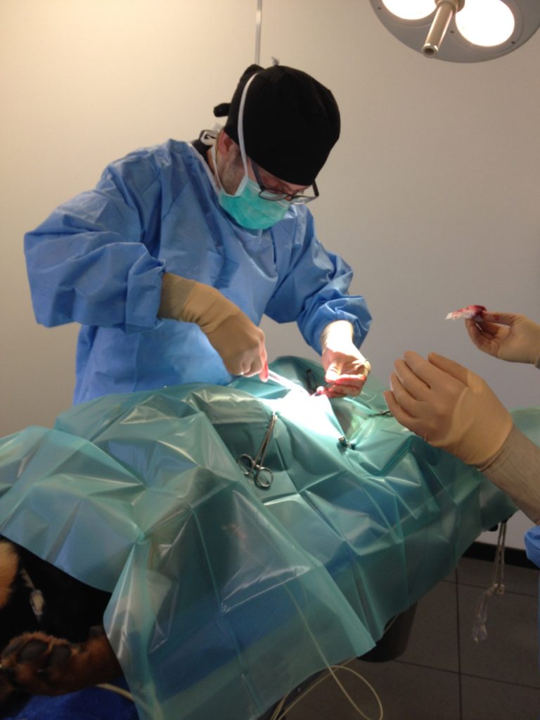 Steriliteit lijkt zo logisch tijdens een operatie, toch is dit niet bij alle dierenartsen op dezelfde manier geregeld.