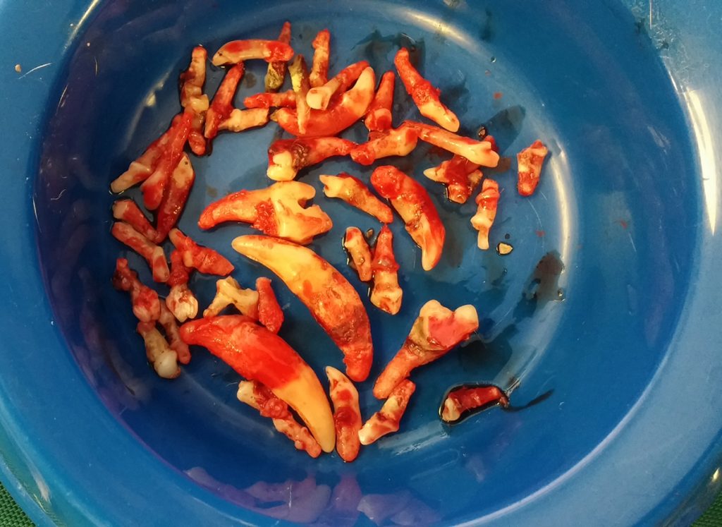 Dierenkliniek Tiel-Drumpt: Slecht gebit: Er moest, door de dierenarts, behoorlijk wat getrokken worden.