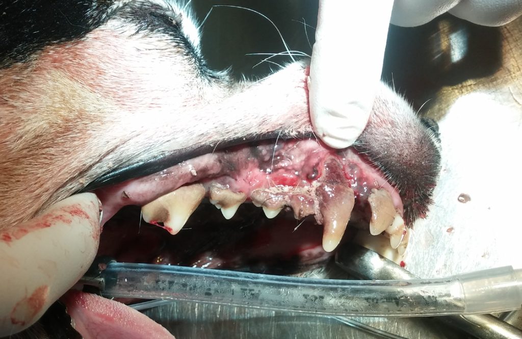 Behalve veel tandsteen is er ook veel rotting te zien.