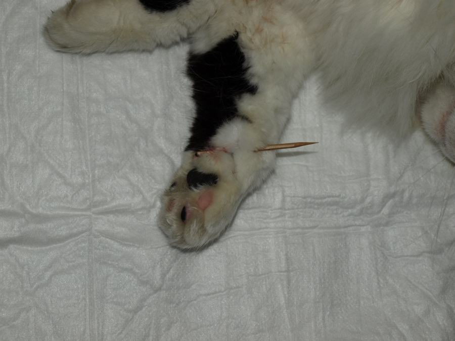 afbeelding Tara een gewonde kat