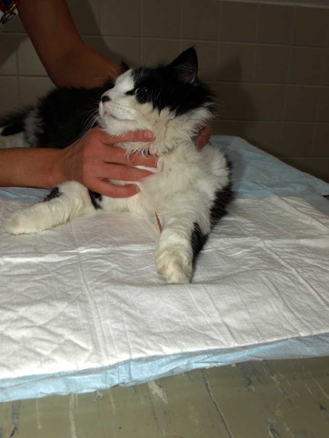 Kat, Tara met een saté prikker in de poot.