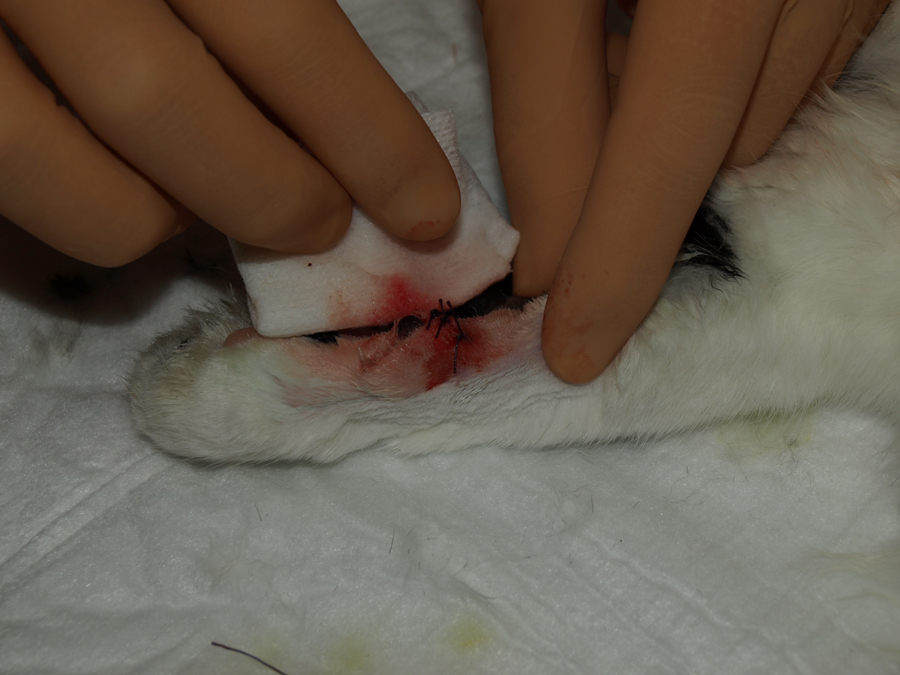 De prikker is verwijderd, de pees gehecht en de huid gesloten.