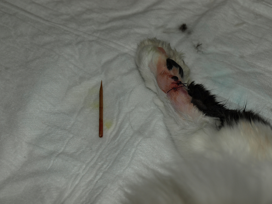 Uiteindelijk is het voor Tara goed afgelopen.