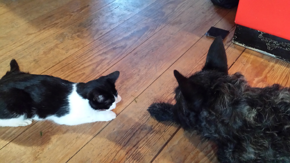 Dierenkliniek Tiel-Drumpt: Een kat vergiftigd: Dino de kat was vergiftigd door een vlooienpipet.