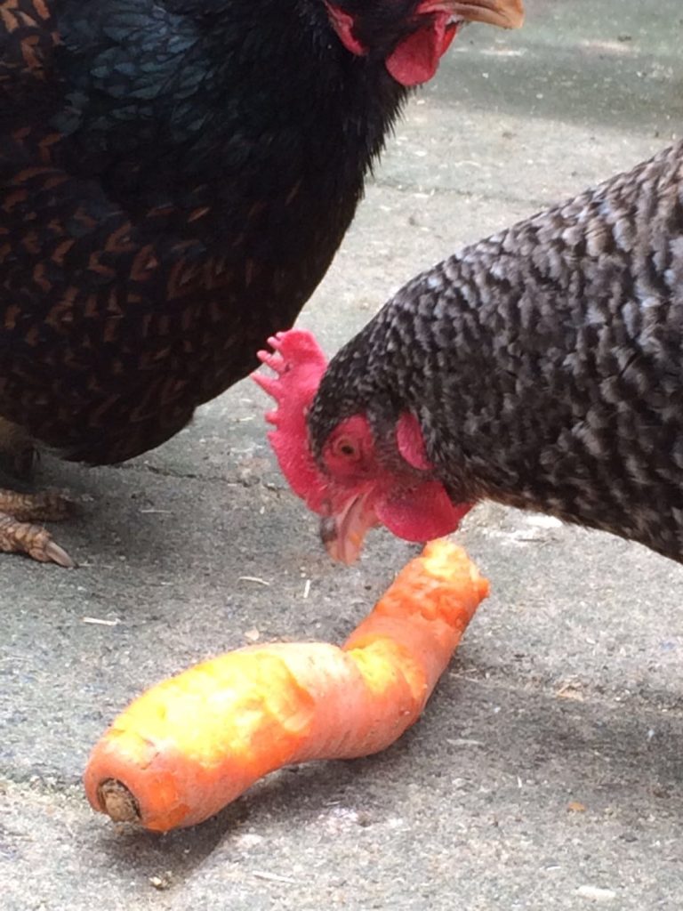 afbeelding Ernstige vorm vogelgriep in Hekendorp