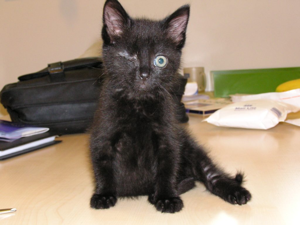 afbeelding Blink, een kat met een beschadigd oog