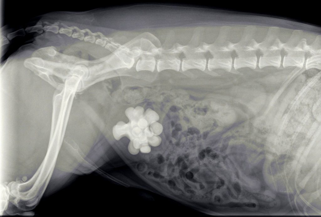 afbeelding Hond Spike lekt urine