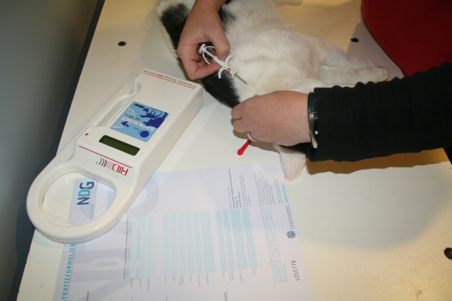 afbeelding Verplichte chip vanaf 1 april