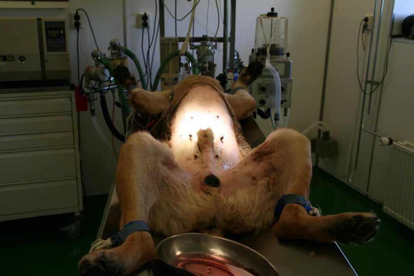 afbeelding Duco, een zieke hond