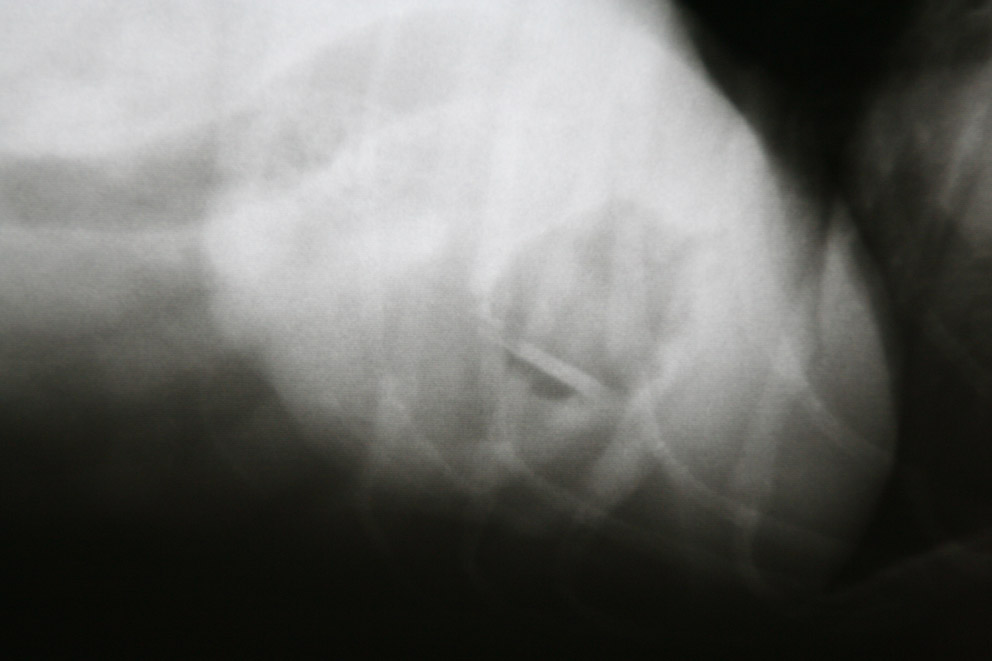 Dierenkliniek Tiel-Drumpt: Bij het vergroten, lijkt het een rechte structuur te zijn.