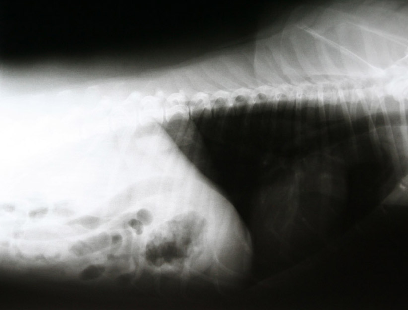 afbeelding Een chronisch brakende hond