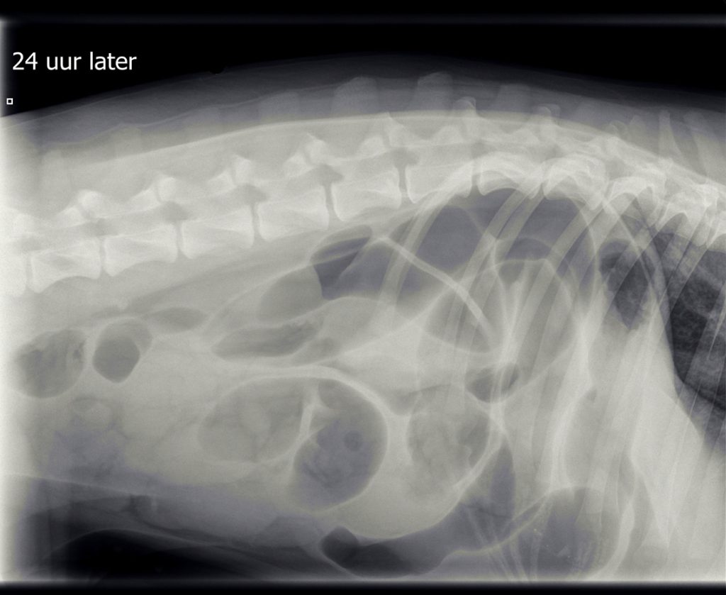 Veel gas in de darmen bij de hond door een invaginatie