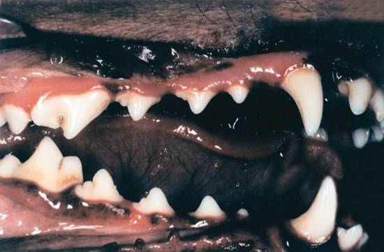 Een hondengebit met gebitsvoer zoals T/D