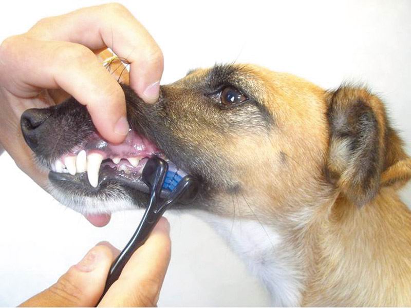 Het poetsen van een hondengebit