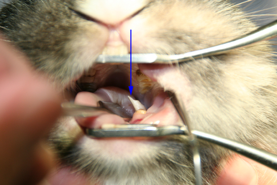 afbeelding Gebitsmaand in februari 2012