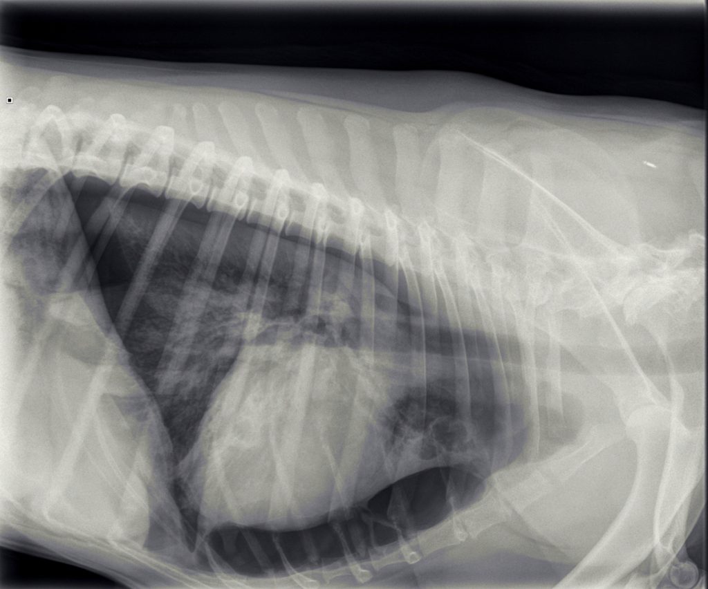 Op de röntgenfoto is te zien dat Jessie een klaplong heeft.