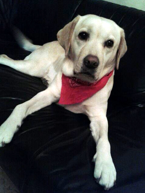 Jessie, doet het weer goed nu de klaplong hersteld is.