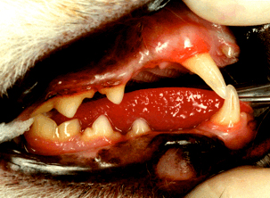 Een kattengebit op gewoon voer.