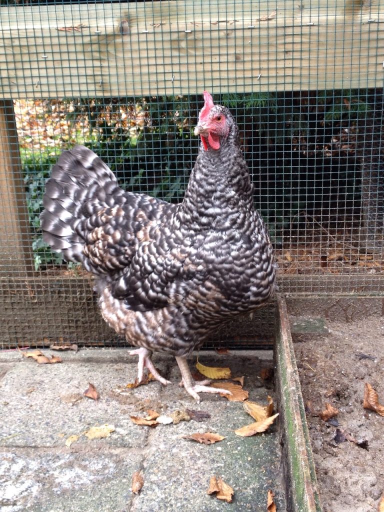afbeelding Geen nieuwe vogelgriep gevonden, landelijk vervoersverbod ingetrokken